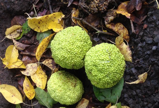 Osage Orange